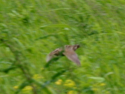 prepelica pon
 (Coturnix coturnix
)