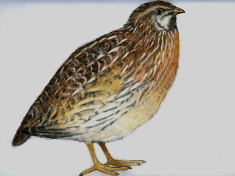 prepelica pon
 (Coturnix coturnix
)