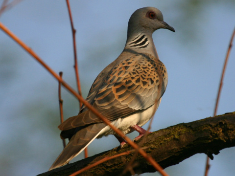 hrdlika pon
 (Streptopelia turtur
)