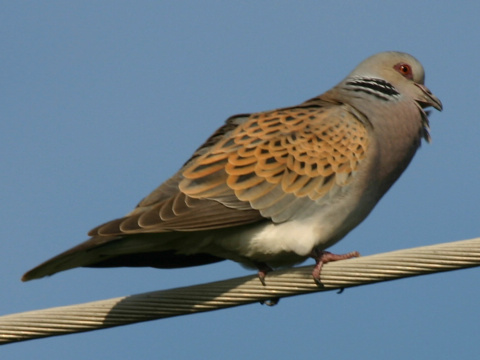 hrdlika pon
 (Streptopelia turtur
)