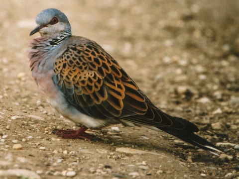 hrdlika pon
 (Streptopelia turtur
)