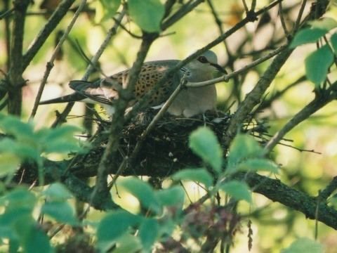 hrdlika pon
 (Streptopelia turtur
)