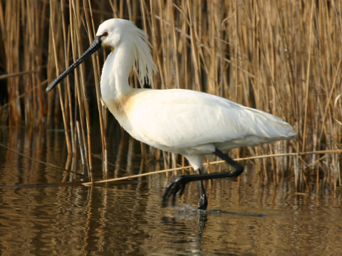 lyiiar biely
 (Platalea leucorodia
)