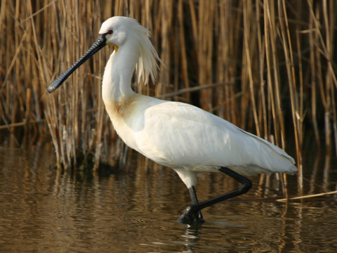 lyiiar biely
 (Platalea leucorodia
)