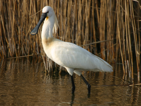 lyiiar biely
 (Platalea leucorodia
)