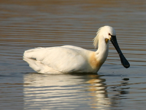 lyiiar biely
 (Platalea leucorodia
)