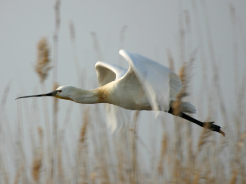 lyiiar biely
 (Platalea leucorodia
)