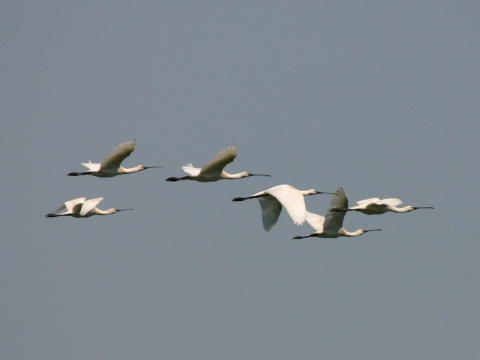 lyiiar biely
 (Platalea leucorodia
)