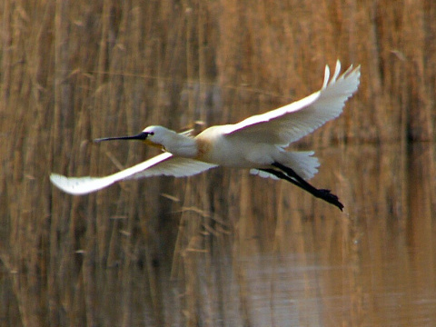 lyiiar biely
 (Platalea leucorodia
)