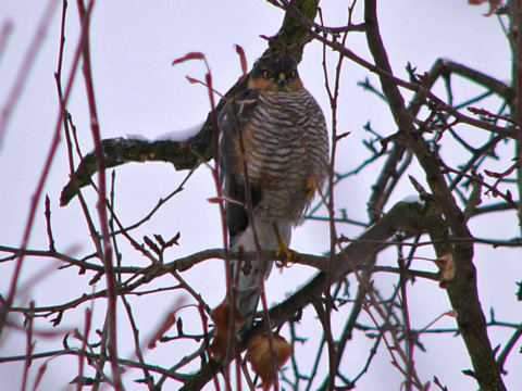 jastrab krahulec
 (Accipiter nisus
)