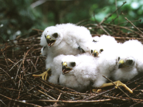 jastrab krahulec
 (Accipiter nisus
)