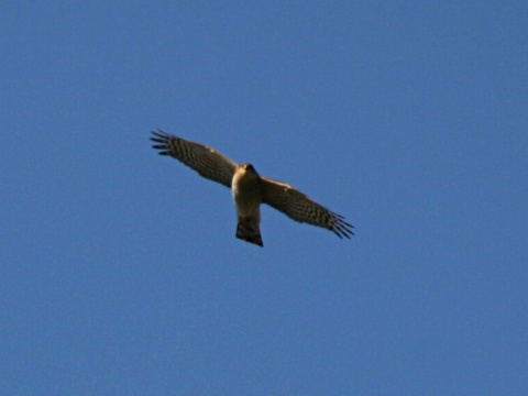 jastrab krahulec
 (Accipiter nisus
)