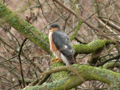 jastrab krahulec
 (Accipiter nisus
)