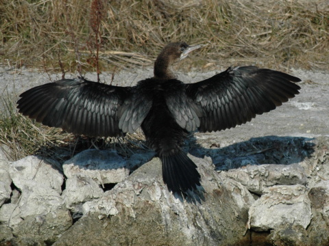 kormorn mal
 (Phalacrocorax pygmeus
)