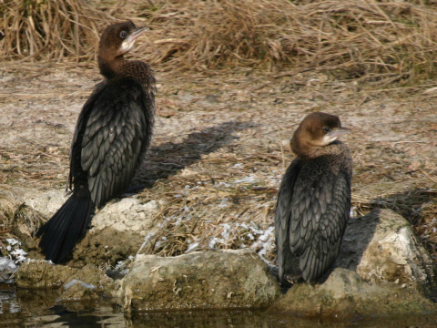 kormorn mal
 (Phalacrocorax pygmeus
)