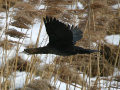 kormorn mal
 (Phalacrocorax pygmeus
)