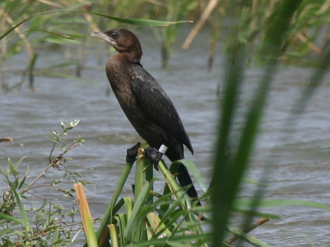 kormorn mal
 (Phalacrocorax pygmeus
)