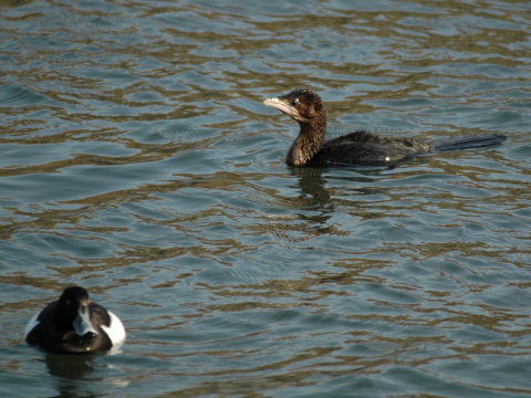 kormorn mal
 (Phalacrocorax pygmeus
)