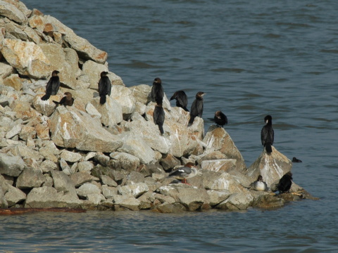 kormorn mal
 (Phalacrocorax pygmeus
)