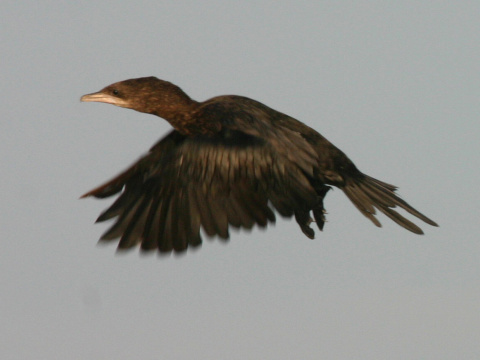 kormorn mal
 (Phalacrocorax pygmeus
)