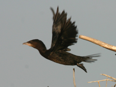 kormorn mal
 (Phalacrocorax pygmeus
)