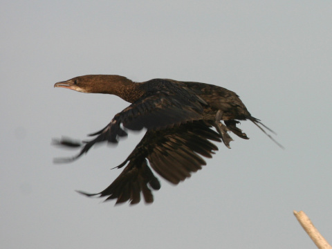 kormorn mal
 (Phalacrocorax pygmeus
)