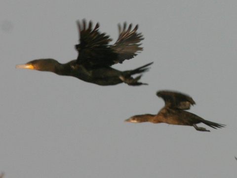 kormorn mal
 (Phalacrocorax pygmeus
)