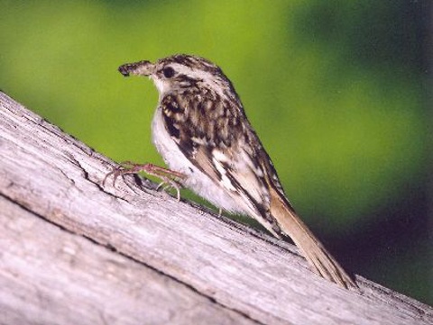 krovnk dlhoprst
 (Certhia familiaris
)