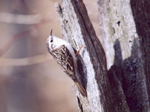 krovnk dlhoprst
 (Certhia familiaris
)
