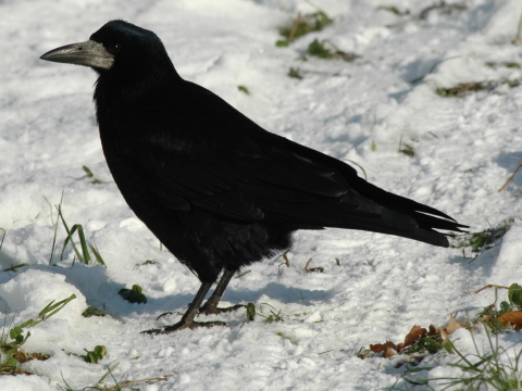 havran pon / havran ierny
 (Corvus frugilegus
)