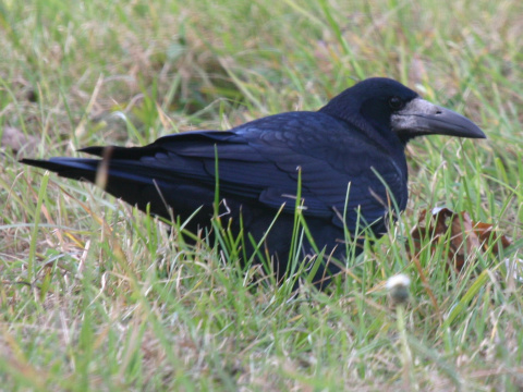 havran pon / havran ierny
 (Corvus frugilegus
)