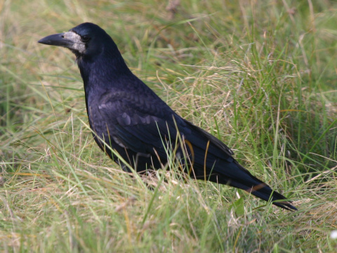 havran pon / havran ierny
 (Corvus frugilegus
)