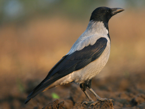 vrana tlav vchodoeurpska / vrana popolav
 (Corvus corone cornix
)