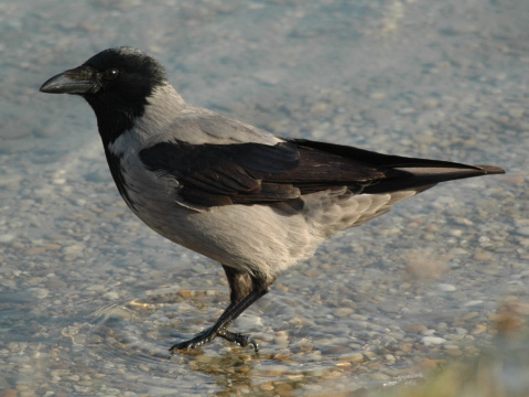 vrana tlav vchodoeurpska / vrana popolav
 (Corvus corone cornix
)