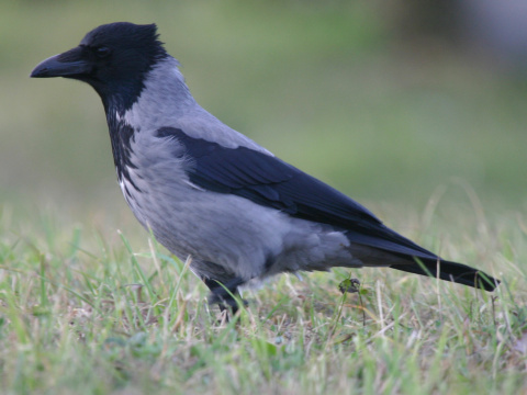 vrana tlav vchodoeurpska / vrana popolav
 (Corvus corone cornix
)
