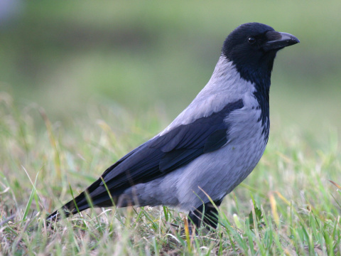 vrana tlav vchodoeurpska / vrana popolav
 (Corvus corone cornix
)