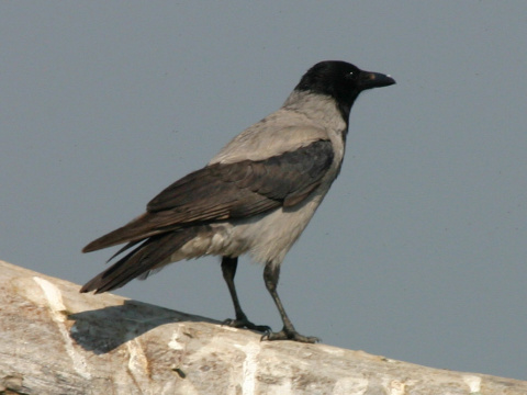 vrana tlav vchodoeurpska / vrana popolav
 (Corvus corone cornix
)