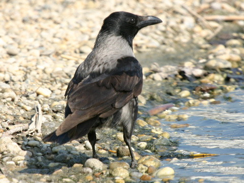 vrana tlav vchodoeurpska / vrana popolav
 (Corvus corone cornix
)
