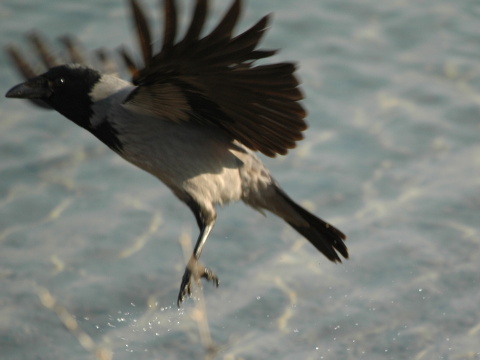 vrana tlav vchodoeurpska / vrana popolav
 (Corvus corone cornix
)