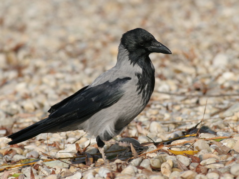 vrana tlav vchodoeurpska / vrana popolav
 (Corvus corone cornix
)