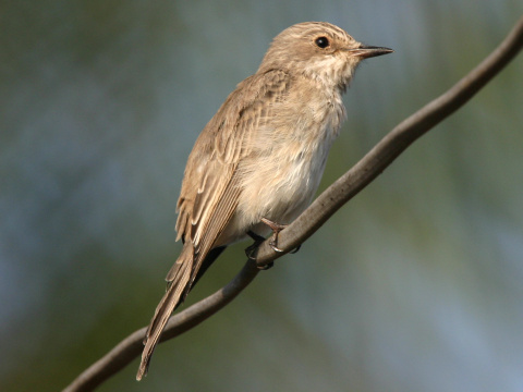 muchr siv
 (Muscicapa striata
)