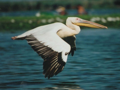 pelikn ruov
 (Pelecanus onocrotalus
)