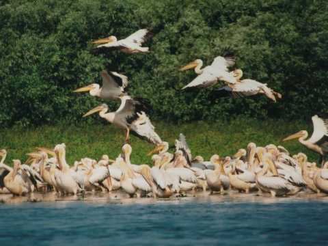 pelikn ruov
 (Pelecanus onocrotalus
)