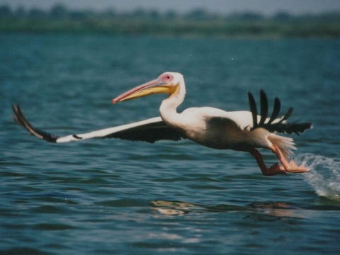pelikn ruov
 (Pelecanus onocrotalus
)