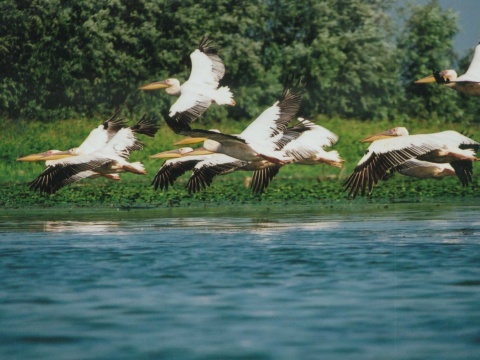 pelikn ruov
 (Pelecanus onocrotalus
)