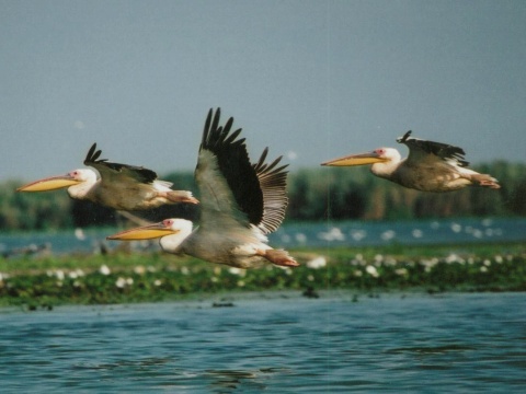 pelikn ruov
 (Pelecanus onocrotalus
)