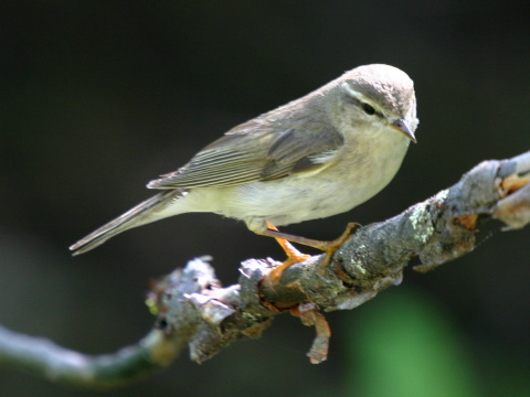 kolibkrik spevav
 (Phylloscopus trochilus
)
