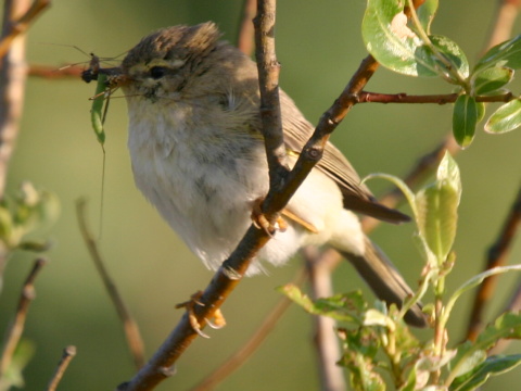 kolibkrik spevav
 (Phylloscopus trochilus
)