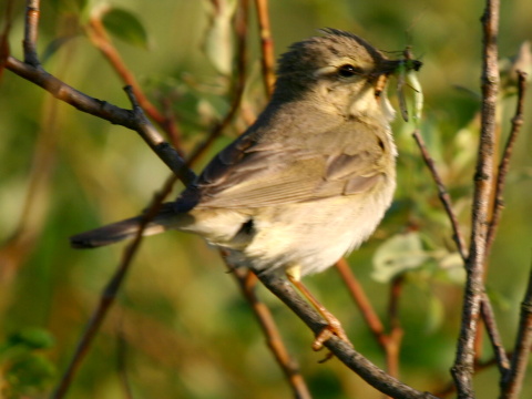 kolibkrik spevav
 (Phylloscopus trochilus
)