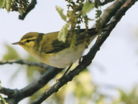 kolibkrik sykav
 (Phylloscopus sibilatrix
)